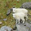 Mountain Goat Kids - Jasper NP