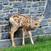 Mule Deer Fawn - Banff NP