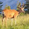 Mule Deer Buck - Banff NP
