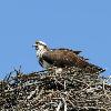 Osprey - Banff NP