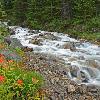 Paintbrush and Stream - Jasper NP