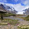 Athabasca Glacier and Wildflowers - Jasper NP