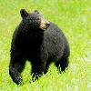 Black Bear - Kootenay NP 