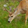 White Tail Deer in Velvet - Jasper NP