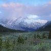 Early Morning Light on Wilcox Pass - Jasper NP