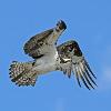 Osprey - Banff NP