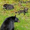 Black Bear and Three Cubs - Jasper NP