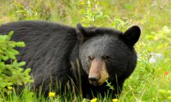 Black Bear - Jasper NP