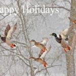 Snowstorm  Mallards - Stevens Point, WI