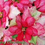   Poinsettias