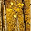 Aspen Leaves Near and Far