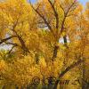 Cottonwoods - Gunnison River