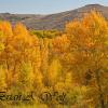 Cotonwoods Along Gunnison River