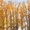 Cottonwoods in Autumn