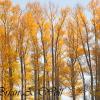 Cottonwoods in Autumn