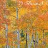 Orange Aspens - Million Dollar Highway