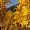 Aspen Trees and Mountain