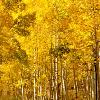 Aspen Trees - Maroon Bells