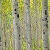 Aspen Trunks