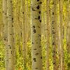 Aspen Trunks