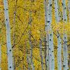 Aspen Trunks - Maroon Bells