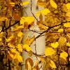 Aspen Branch - Maroon Bells