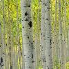 Aspen Trunks