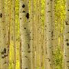 Aspen Trunks