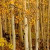 Aspens - Castle Creek Road