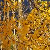 Aspens Looking Skyward