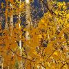 Aspens Looking Skyward