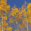 Aspens and Blue Sky