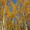 Aspens and Blue Sky - Ohio Pass