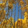 Aspens Looking Skyward