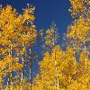 Aspens and Sky