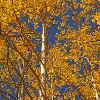 Aspen Tree