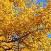 Aspen Branches