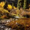 Aspens and Creek