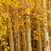 Aspens and Leaves