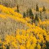 Aspens and Pines