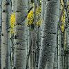 Aspens at Dusk