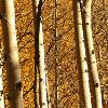 Aspens - Maroon Bells