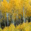 Aspen Gold - Maroon Bells