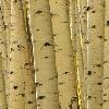 Aspen Trunks at Ohio Pass