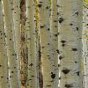 Aspens at Ohio Pass