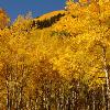 Aspens Near and Far