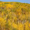 Aspens at McClure Pass