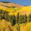 Aspens in the Mountains