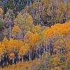 Aspens - Castle Creek Road