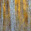 Aspens in Maroon Bells